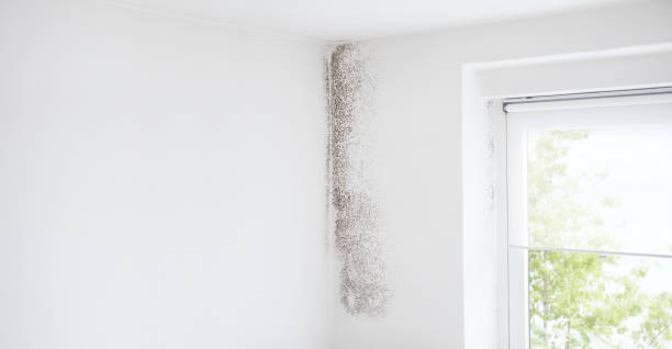 Best Attic Mold Removal  in Bay Harbor Islands, FL