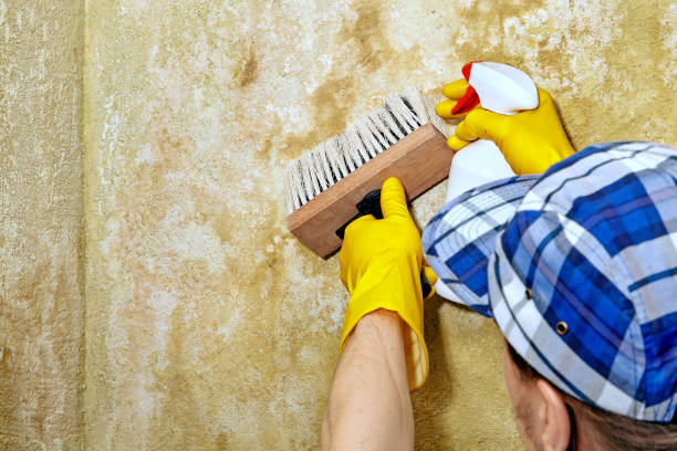 Best Mold-Related Health Consultation  in Bay Harbor Islands, FL