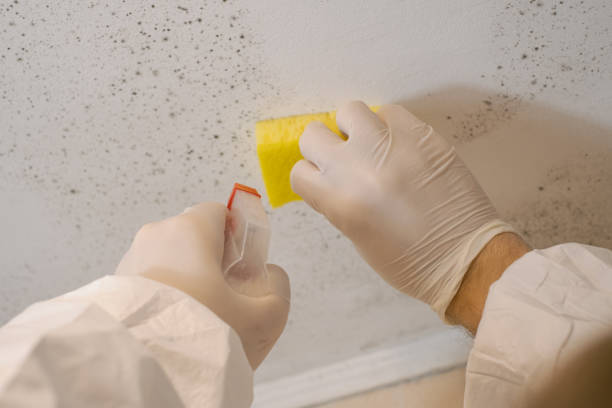 Best Basement Mold Removal  in Bay Harbor Islands, FL
