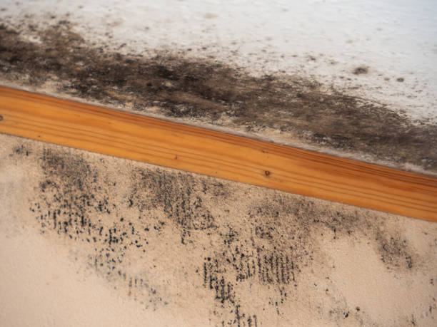 Best Mold Damage Restoration  in Bay Harbor Islands, FL
