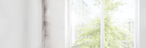 Mold Odor Removal Services in Bay Harbor Islands, FL