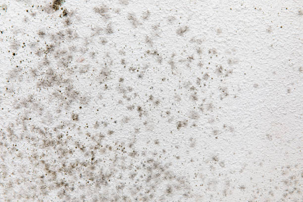 Best Mold Prevention Services  in Bay Harbor Islands, FL