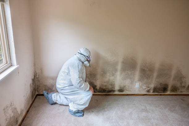 Best Mold Removal for HVAC Installations  in Bay Harbor Islands, FL